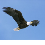 Eagles Fly High