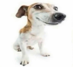 MemesTeam