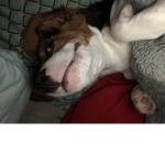 we love luna
