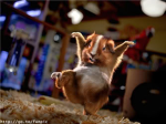 The Ninja Hamster's Club