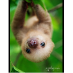 Sloth’s rule