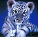 Purple tiger!