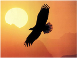 Freedom Fighters, We Are FREEDOM FIGHTERS!