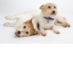 Star Puppy Hugs! group