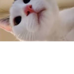 does your cat ever…