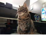 La team chaton!!!!