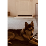 HUSKIES<3