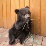 ~ beautiful bears ~