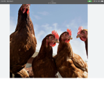 Chicken army!!!!!!