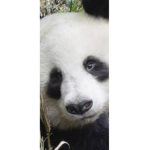Pandas Hideout