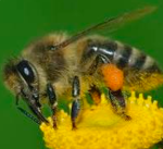 Isla's Bee Army