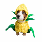 Staring Cat Owners Of Robloxia