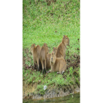CAPYBARAS ABD GOATS
