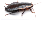 Roach Gangxxx