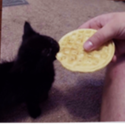 wafflecat hangout