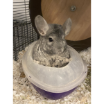 HORSES AND CHINCHILLAS RULE