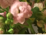 LuluFlower