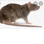 The gods of rage RAT