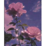 「Orchid Hotels」