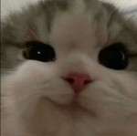 biggie cats