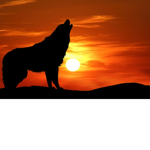 Hello wolf pack