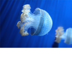 ~Jellyfish Group~
