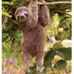 sloth squad forver