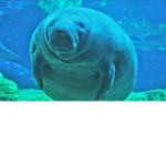 Manatee squad