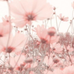 Flower_Album0