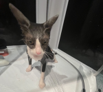 Cats><
