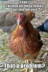 the chickens;