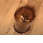arkadaşlarıma bobux verme grubu