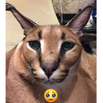 elmoproas198