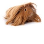 Guinea Pig Convention