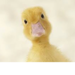 •Duckling crew•