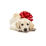 Puppy lovers Club!