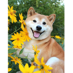 Cool-doges