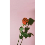 aesthetic loves