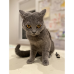 A group that likes cats