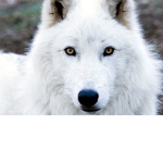 WOLF HOWL