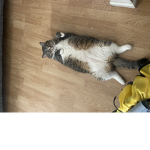 Weird cat cool group 2