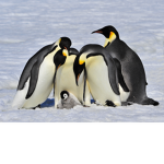 Save Da Penguins