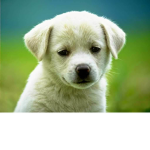 doggy club!!!!!!!!!!!!!