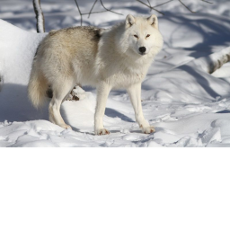 Wolf and fox paws