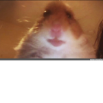 my name is hamster