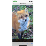 The shadow fox