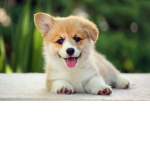 Pancake Dog Group