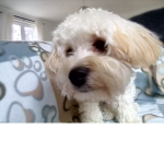 Lily loves puppys