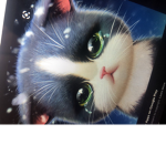 Kitty sad kitty