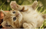 Rose kittens